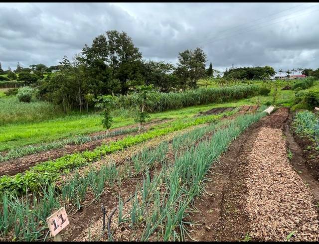 FARM FOR SALE IN IZOTSHA